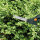 Fiskars Buxusschere 26cm