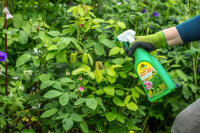 Fungisan Rosen- und Buxus-Pilzfrei AF 1 Liter