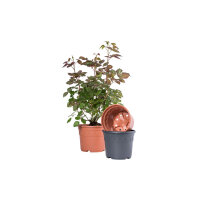 Topf Genua 17 / 14cm 2,0L terracotta