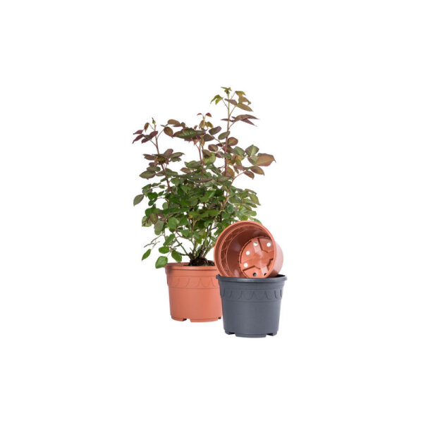 Topf Genua 23 / 18cm 5,0L terracotta